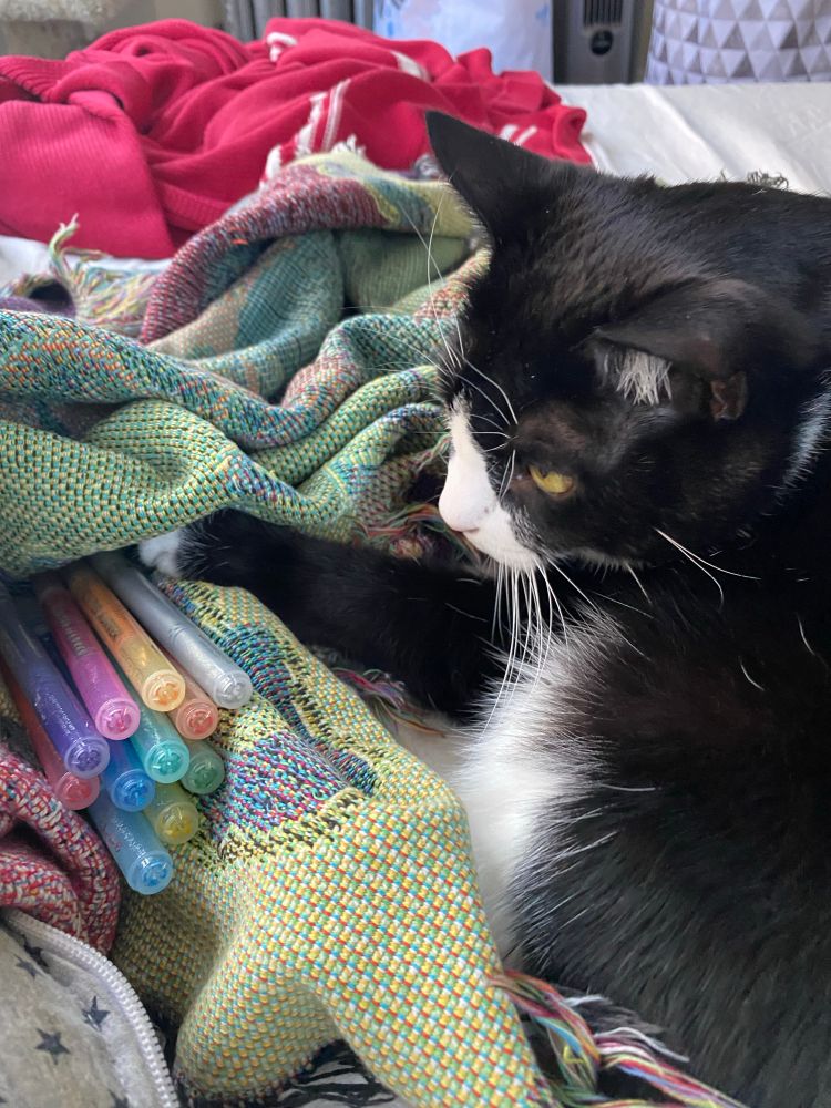 A tuxedo cat looks contemplatively at a pile of glitter gel pens 