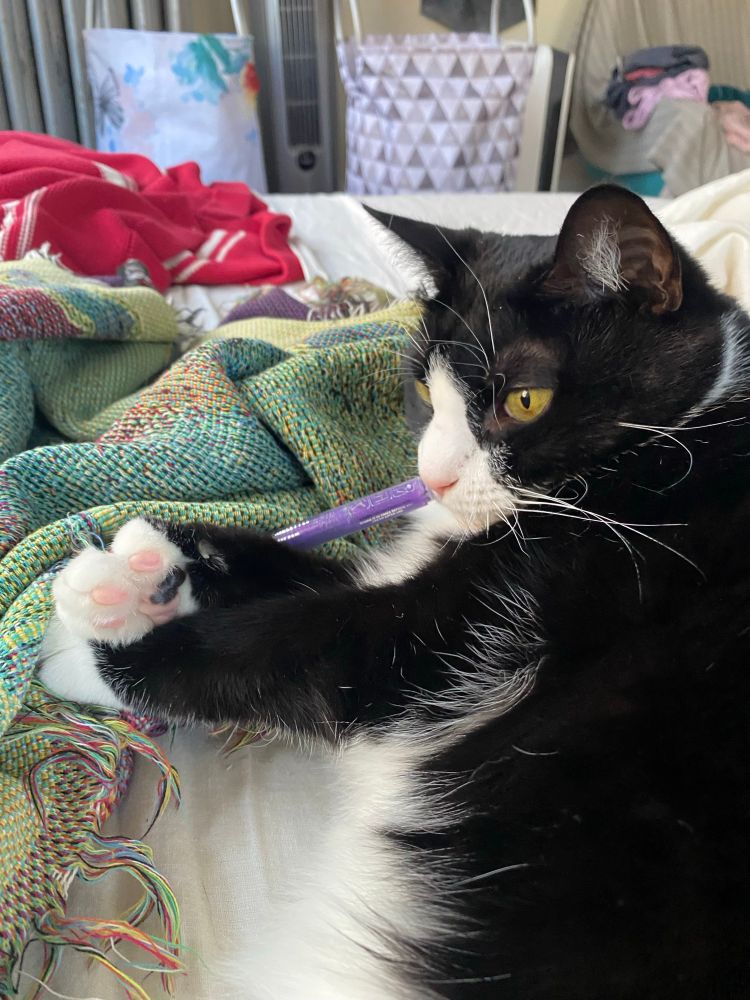 A tuxedo cat grabs a purple glitter gel pen with her mouth 