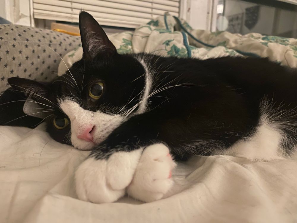 A tuxedo cat with a pink nose lies on her side, little white paws crossed 