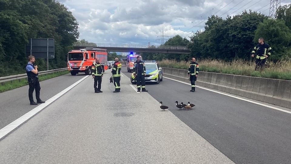 Eine Entenfamilie auf der Autobahn, gesichert von Polizei und Feuerwehr im Hintergrund, die die Autobahn gesperrt haben.
