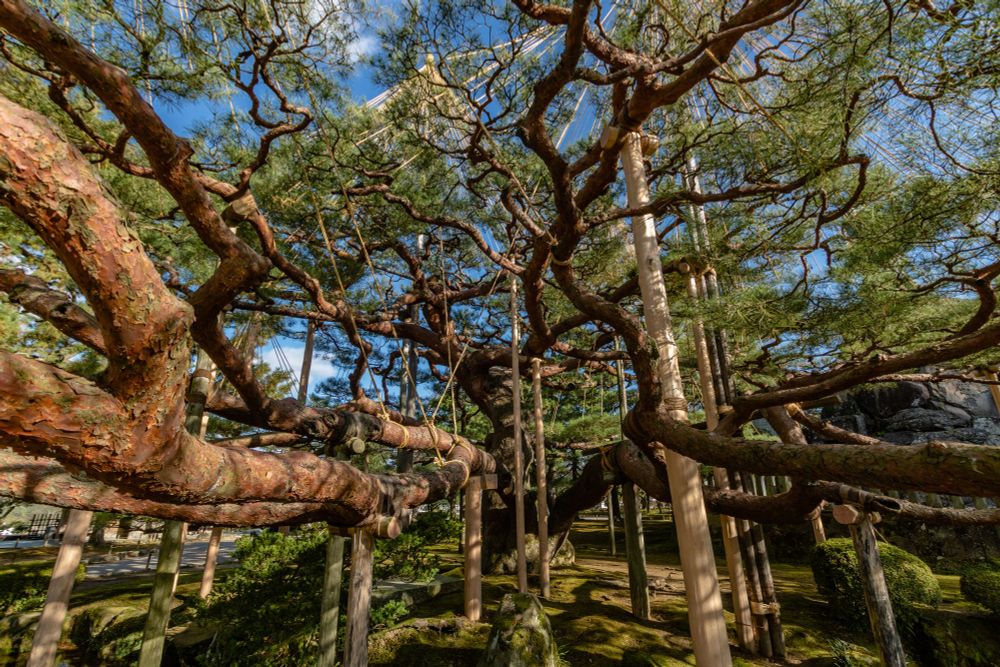 2016-12-02 Kanazawa Japan - Colour wide angle photo of a tangle web of tree branches being supported by wooden pillars. As part of winter preparation, rope is tented above the tree crown.
Canon Rebel T6s 10mm f5.6 1/160s iso100