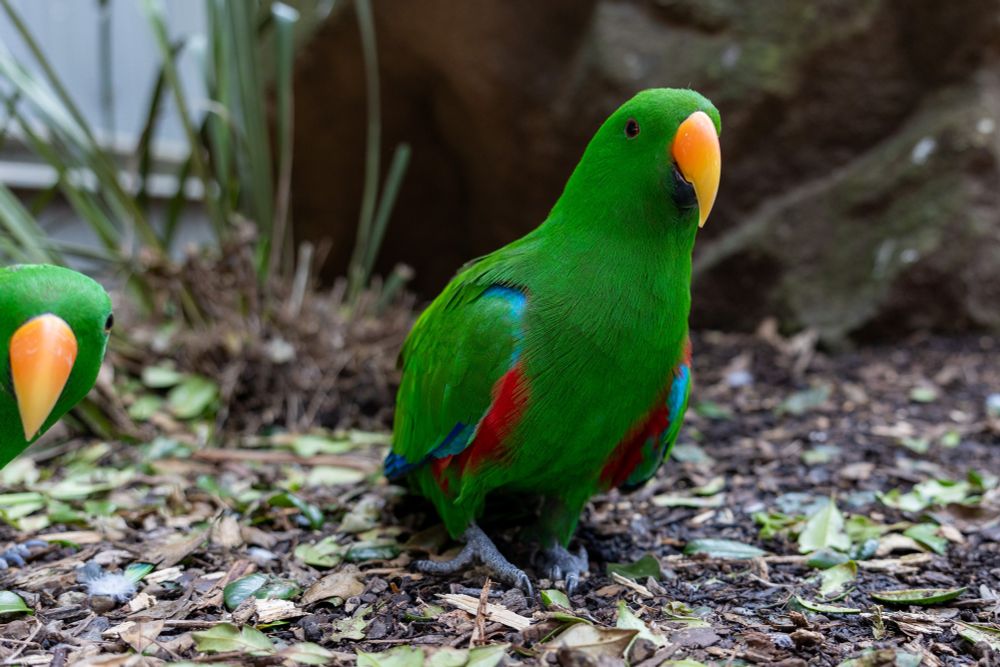 2025-01-20 Wootha, Australia - Maleny Botanic Gardens & Bird World - Colour photo of a bright green Eclectus parrot taking a 'sly' side step looking towards the camera on the ground. Another parrot is peeking in from edge of frame.
Canon R6 33mm f3.5 1/320s iso640