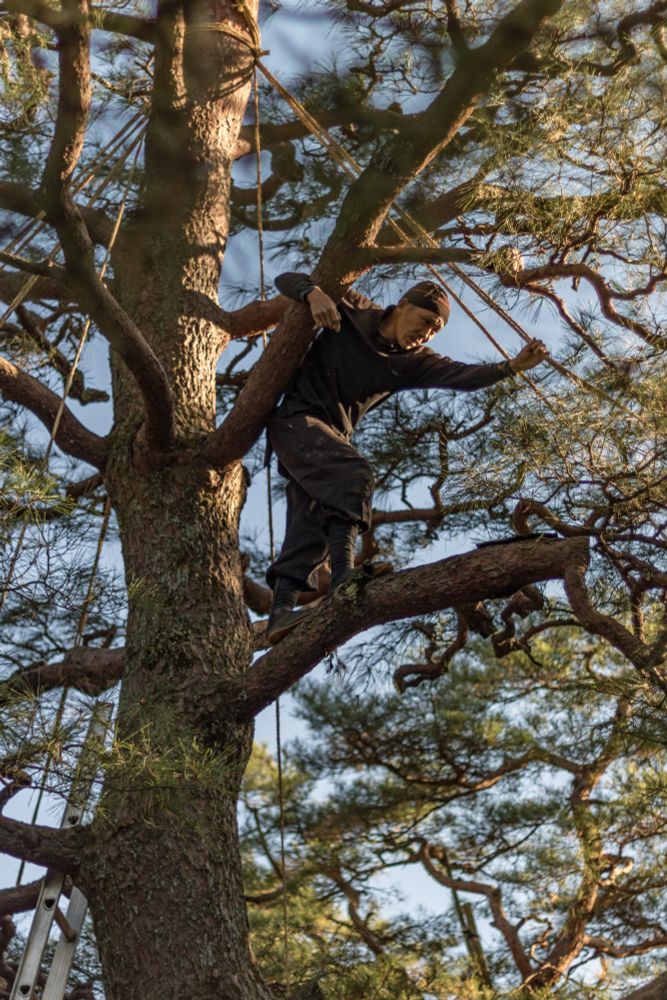 2016-12-02 Kanazawa Japan - Colour photo looking up into a pine tree at a man dressed completely in black is attending to a rope being setup to help with the winter snow weight.
Canon rebel T6s 50mm f1.8 1/1000s iso100