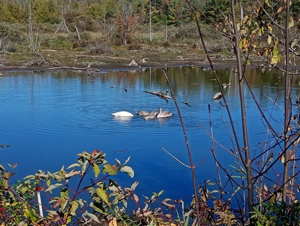 A family of swans huddled together in the vivid blue water of a small pond. The parent is white, while the same sized children are a pretty grey colour 