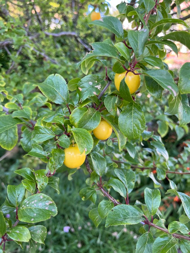 Picture of green leafy tree with small leaves, three light orange/yellow fruits that look like cherries (but yellow) hanging from the branches  