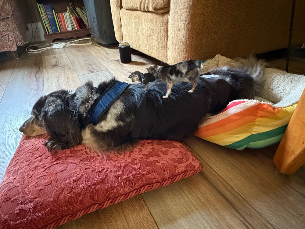 A miniature black and tan dappled longhair dachshund tilting his head in surprise off to the left of the frame as a black, brown, and white mini Aussie barks in his ear on the back of a miniature black and tan dappled longhair dachshund who is resting half on a red pillow and half in a rainbow dog bed on a wooden floor.