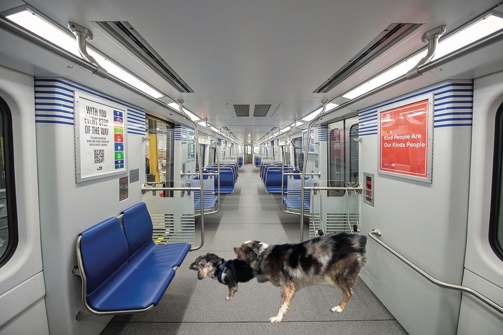 A miniature black and tan dappled longhair dachshund tilting his head in surprise off to the left of the frame as a black, brown, and white mini Aussie barks in his ear in an empty modern train car.