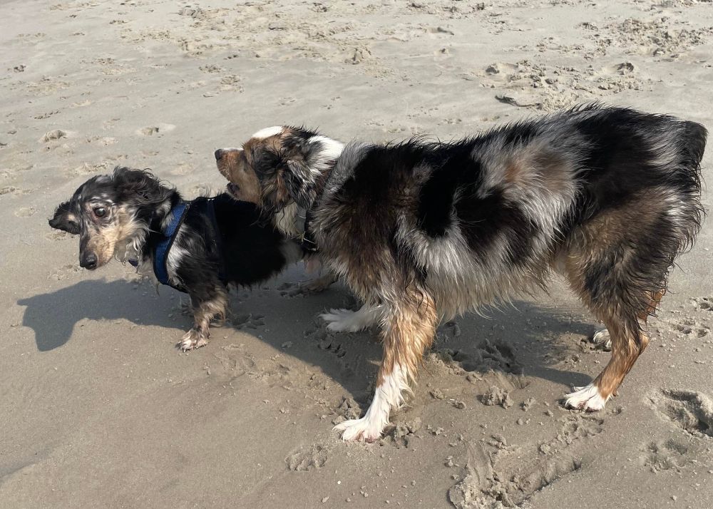 A miniature black and tan dappled longhair dachshund tilting his head in surprise off to the left of the frame as a black, brown, and white mini Aussie barks in his ear on a sunny beach.
