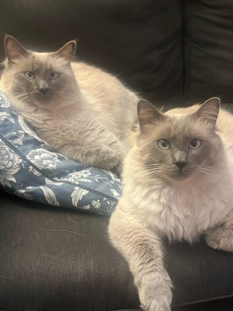 Two fluffy white cats with grey faces, one laying on a pillow and one right in front of him, both staring at camera 