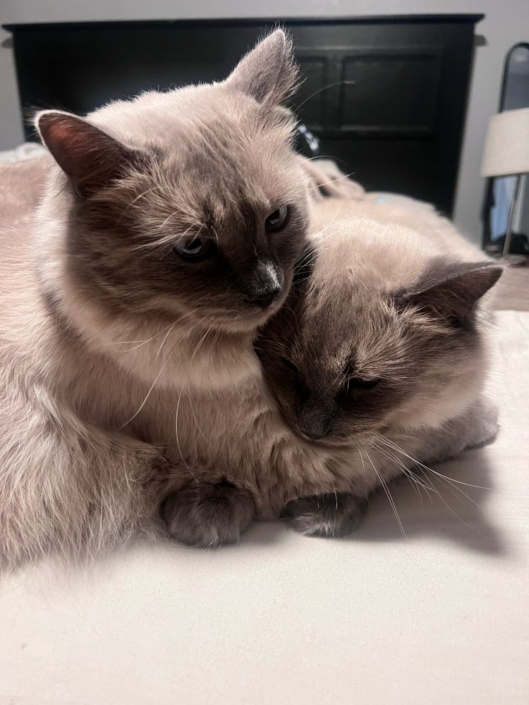 Twin cats, one holding the other in either a headlock or a hug—it’s hard to tell 