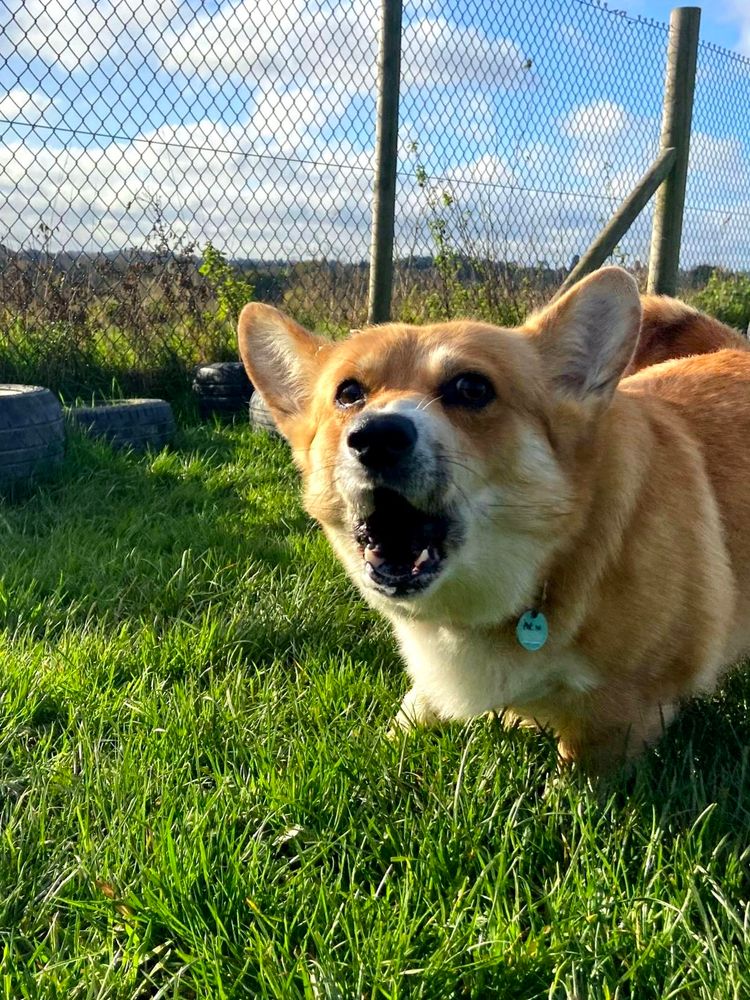 Canis lupus pembrokensis, on a grassy field against a wire fence dappled in winter afternoon sunlight, BORKING FURIOUSLY. 