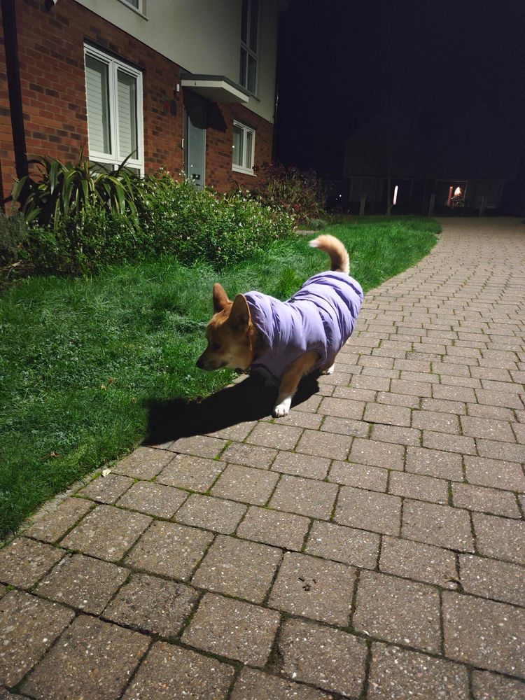 Canis lupus pembrokensis, walking along a suburban brick path at night, wearing a big puffy lavender coat of +3 cuteness. 