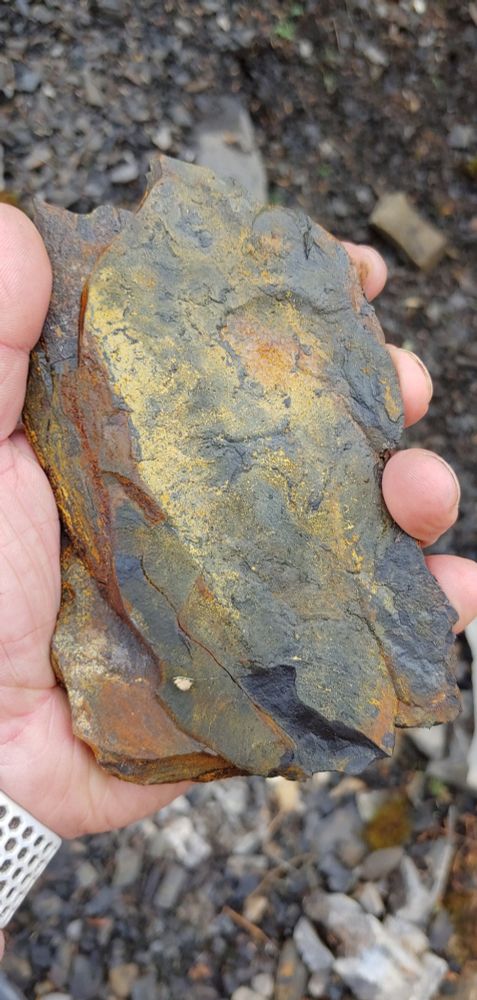 A uranium bearing shale, stained yellow from uranium oxidation 