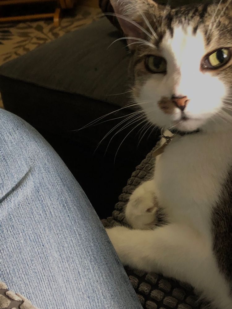 A stripey brown white and orange cat with her paw on my leg 
