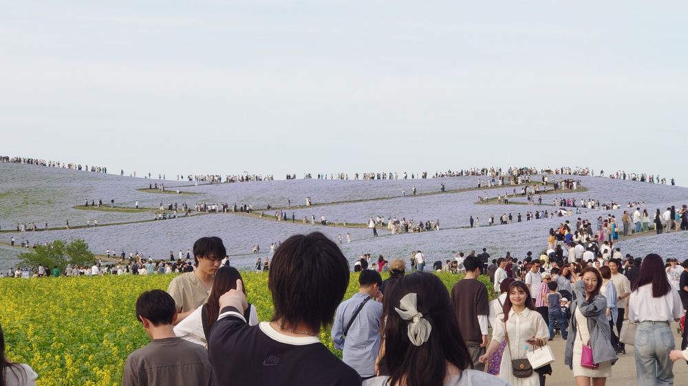 ネモフィラと人