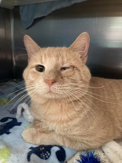 an orange cat with one healthy eye and one injured eye looks guilelessly at the camera