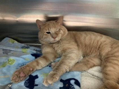 a one-eyed orange cat is leaning back, limbs splayed in front of him showing off some of his toe beans