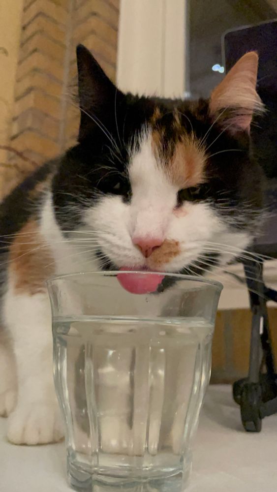 Bellini the calico cat licking water out of a clear drinking glass. You can see her cute pink nose and her tongue is out drinking the water. Her eyes are mostly closed and the photo is a front view. 