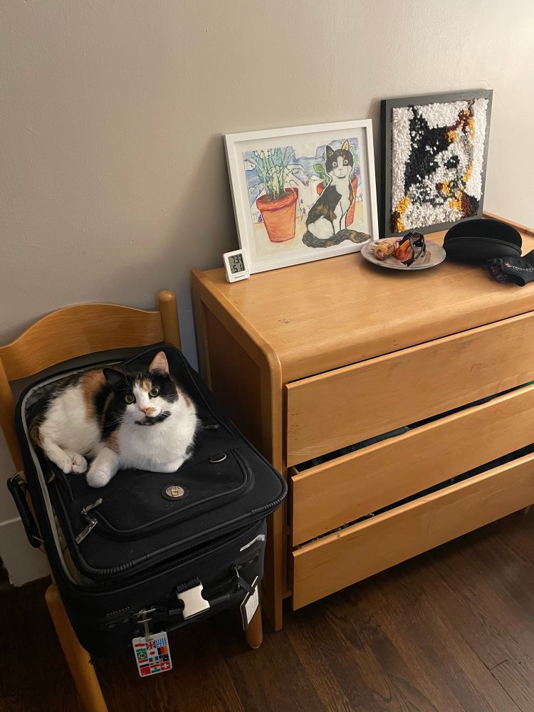 Bellini laying on a black suitcase which is placed on a wooden chair. To her right are two artworks of her, a colored pencil drawing and a yarn artwork of a calico cat, placed on a wooden dresser. 