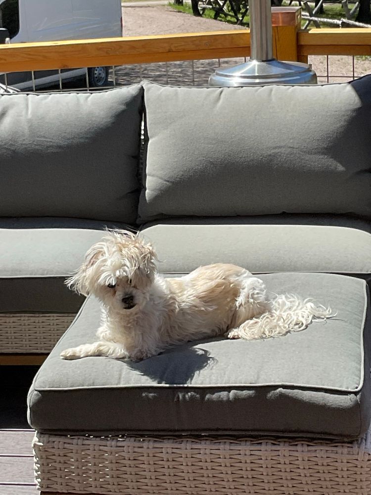 Small, Blind, white, fluffy dog sitting in the sun