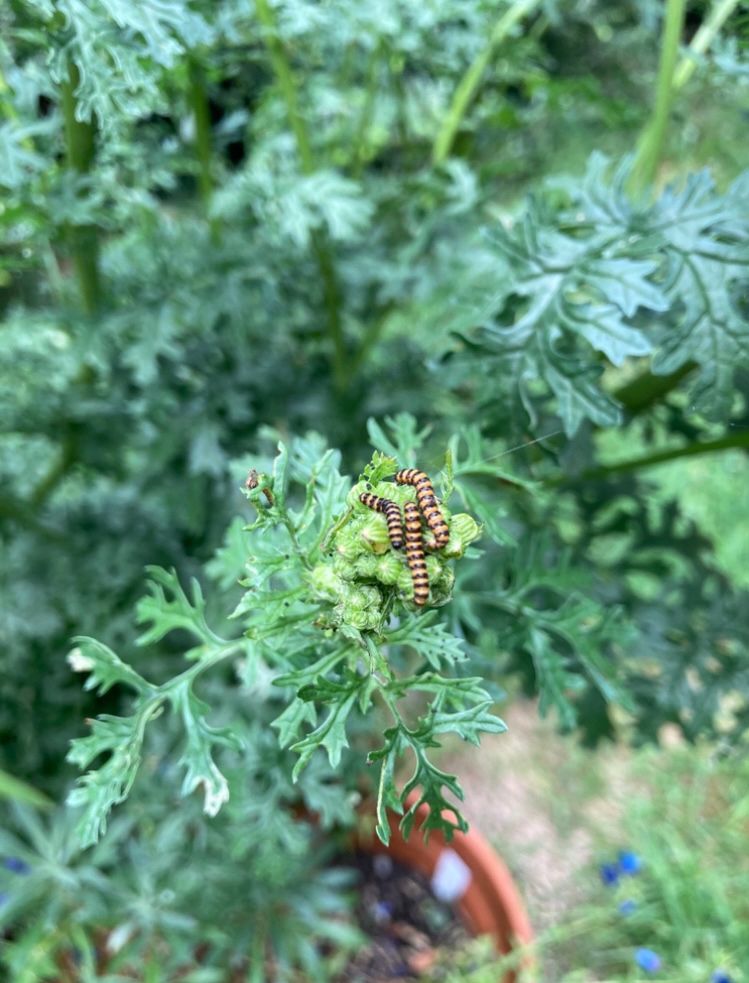 New cinnabar moth caterpillars on ragwort 