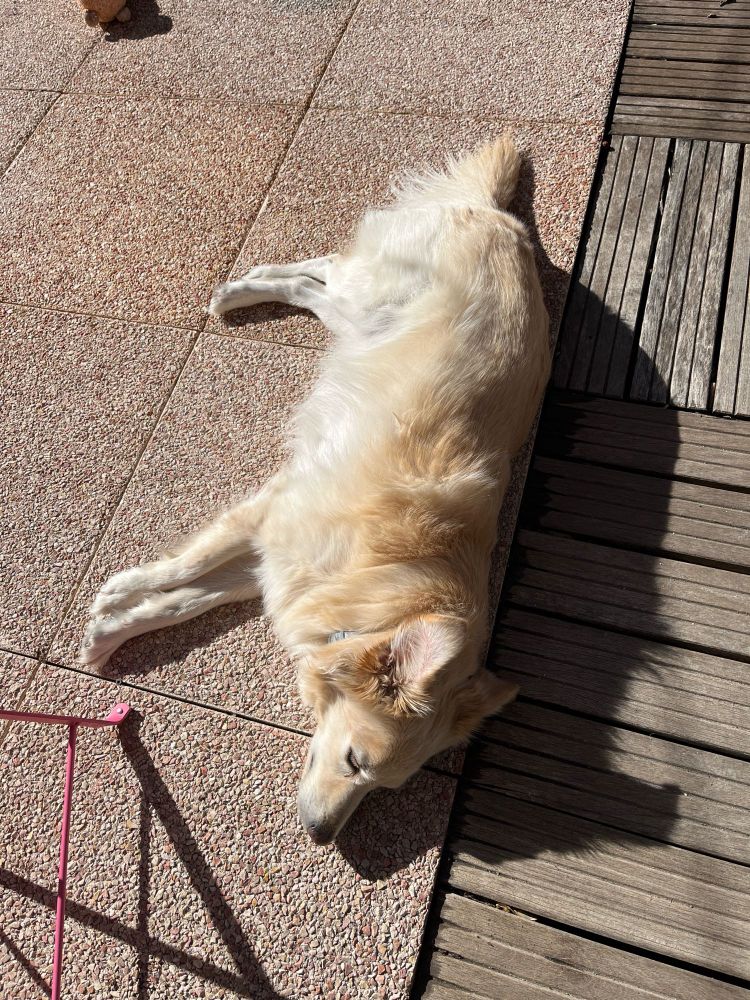 C’est Sasha mon chien il est beau et tout