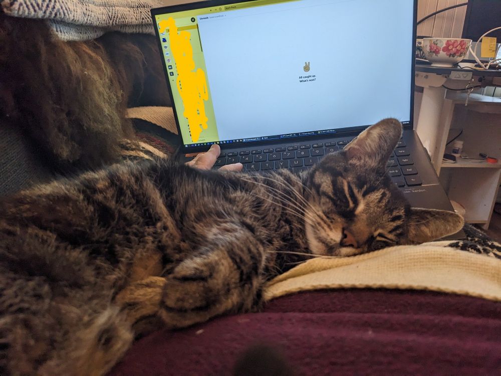 Sleepy kitty on lap, trapping arm, and fully blocking the laptop.