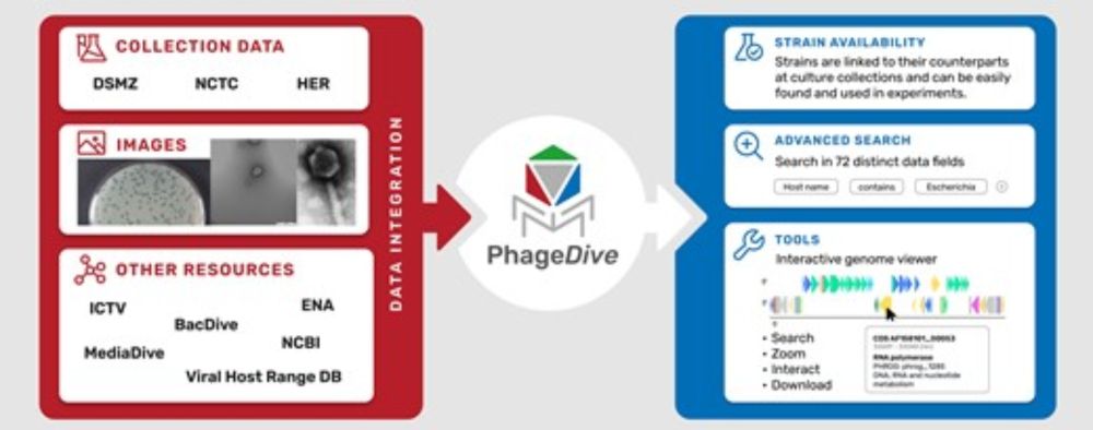 PhageDive: the comprehensive strain database of prokaryotic viral diversity