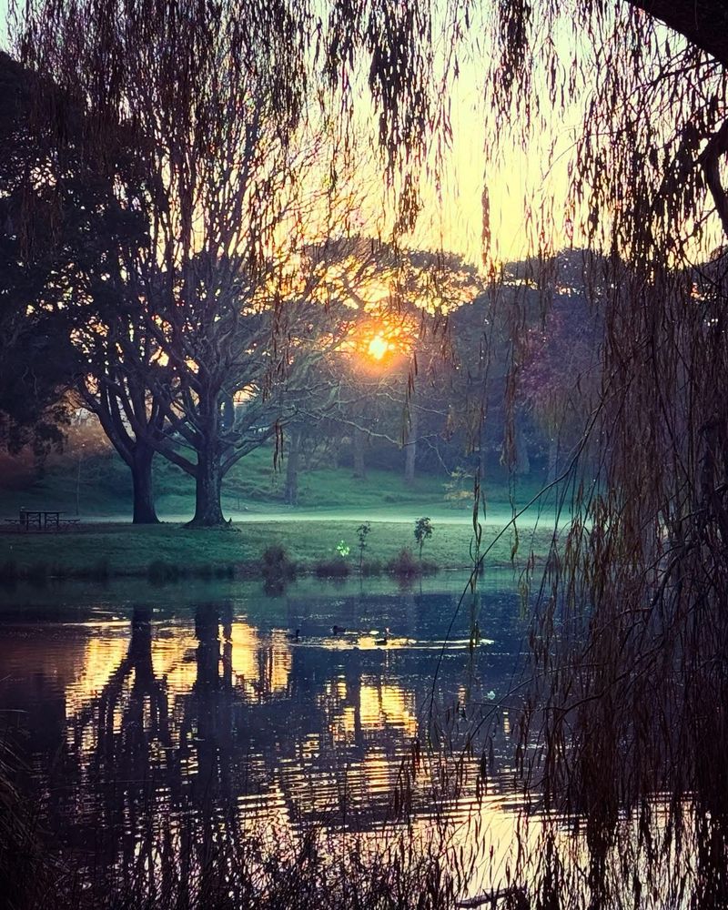 The sun is rising through the trees above a pond with ducks in it. The trees are reflected in the water and there are ripples in the foreground. 