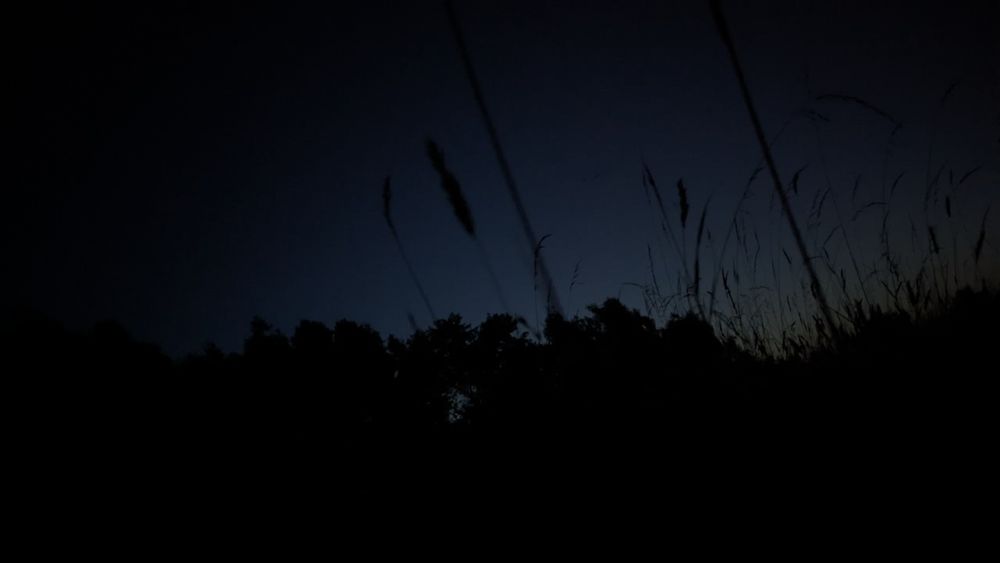 A picture at night, lying in a meadow looking up to the sky. Grass-Roots black Silhouettes against the last light. 