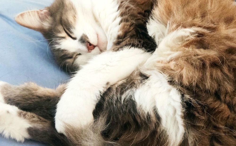 Fluffy cat sleeping with its front paw holding its back leg.