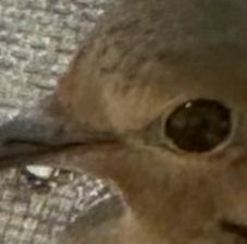 a super close up of a mourning dove in my backyard 