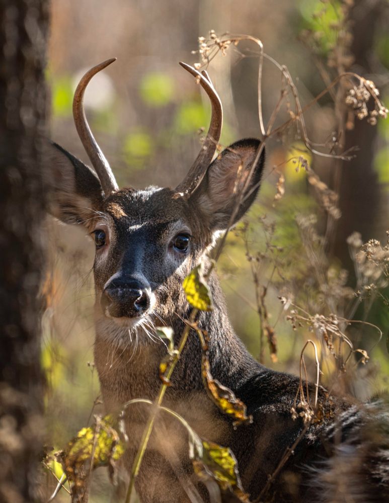 Young stag looking alarmed