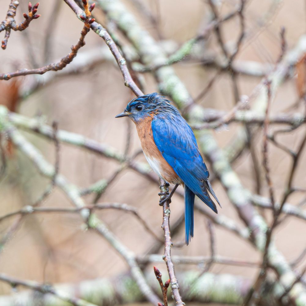 Wet bluebird