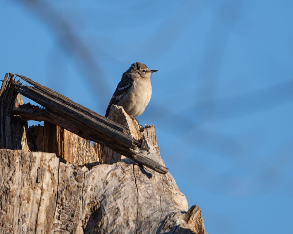 Northern Mockingbird on a stump, windblown but stalwart