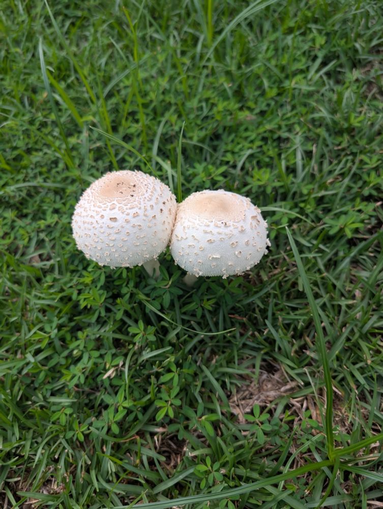 Pictures of the wild white mushrooms growing everywhere around our home, and the reason for the question on the post