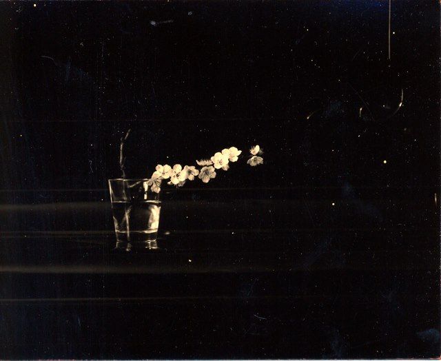 The image is a small-format, black and white fine art photograph featuring a simple still life: a few small, delicate white flowers on a stem are placed in a clear drinking glass filled with water against a black background.