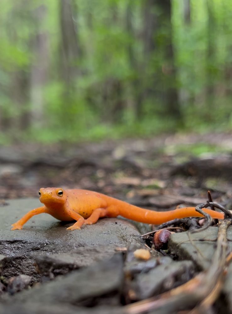 close up of a red-spotted newt face on