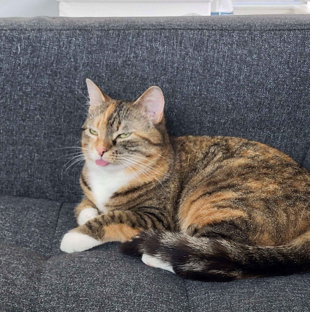 The perfect cat sticks her perfect tongue out