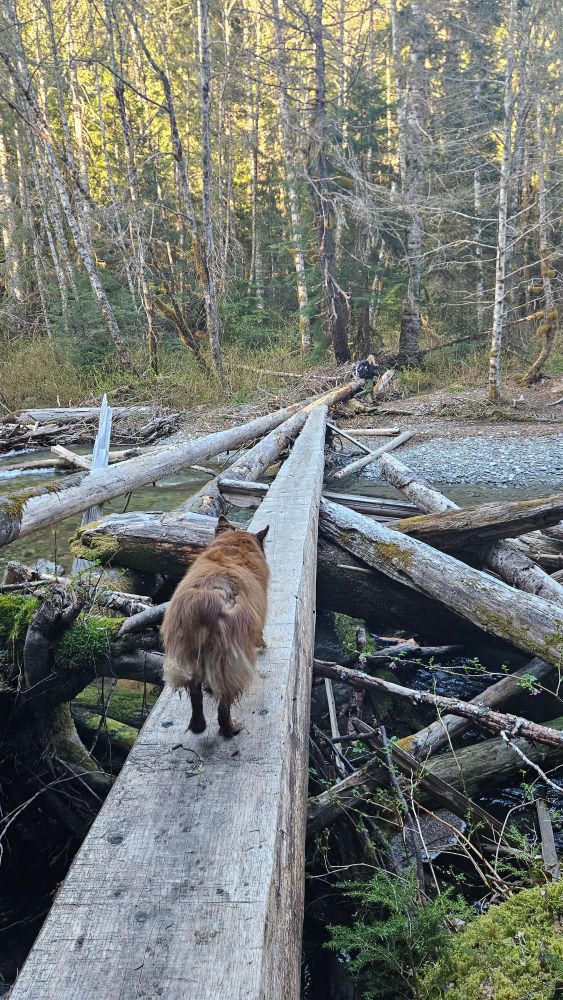 Finn the adventure dog crossing Ruth Creek on a deluxe flat planed log, North Cascades WA USA