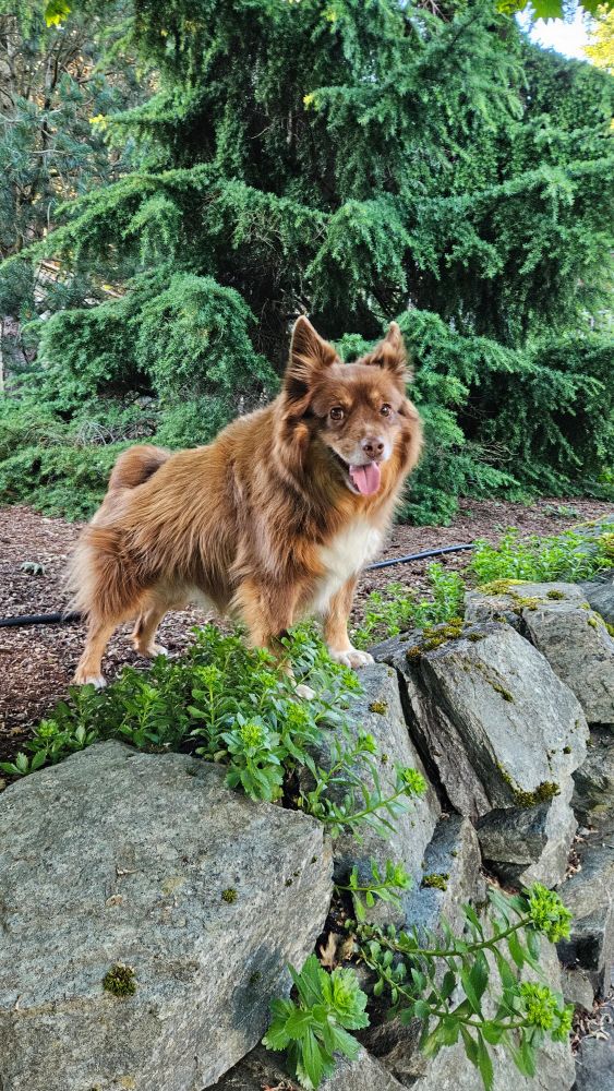Finn the adventure dog atop a stone wall in his garden, WA USA