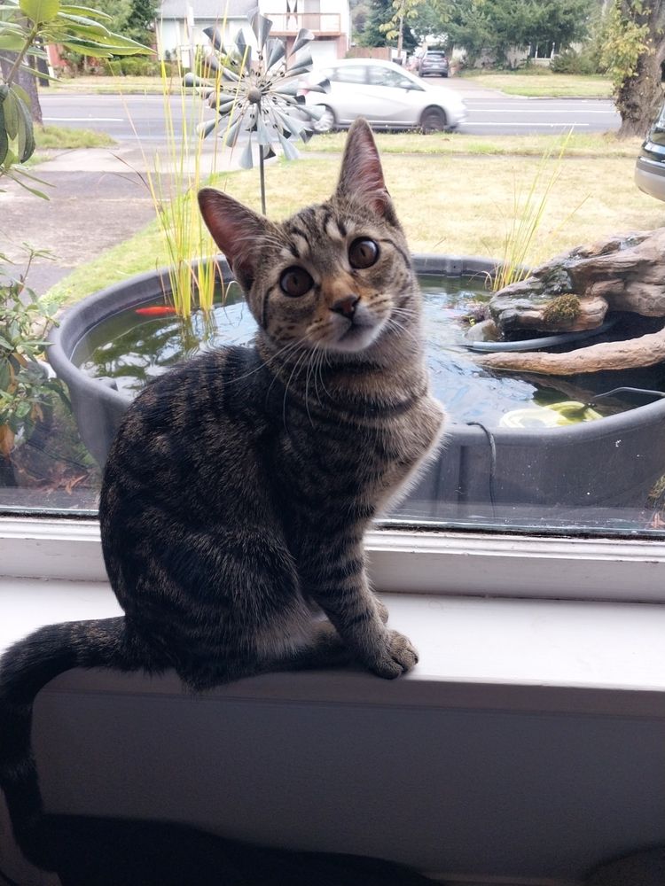 A Tabby cat sits in a window, looking over to her right at the camera 