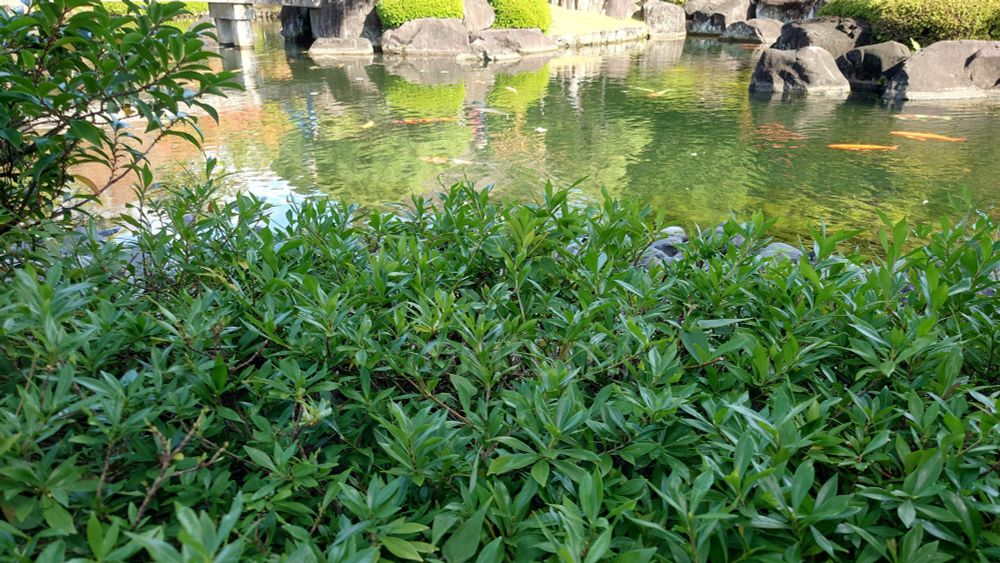 池沿いにコクチナシが植えてあった これは実がない