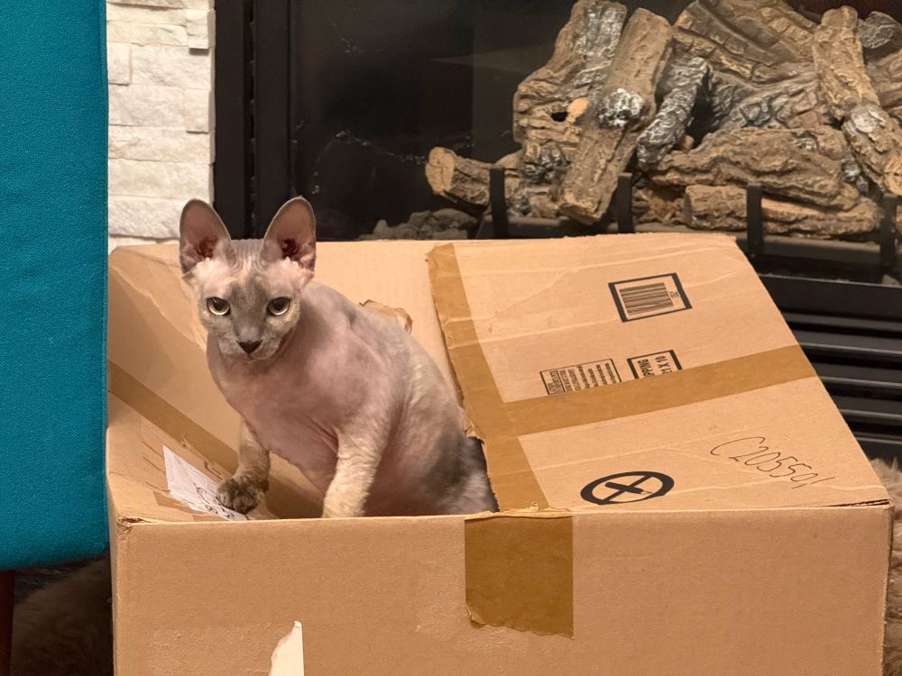 My sister's cat climbing out of the box. She's kind of a sphinx cat, but I don't remember the exact breed type cause there are some patches of hair.