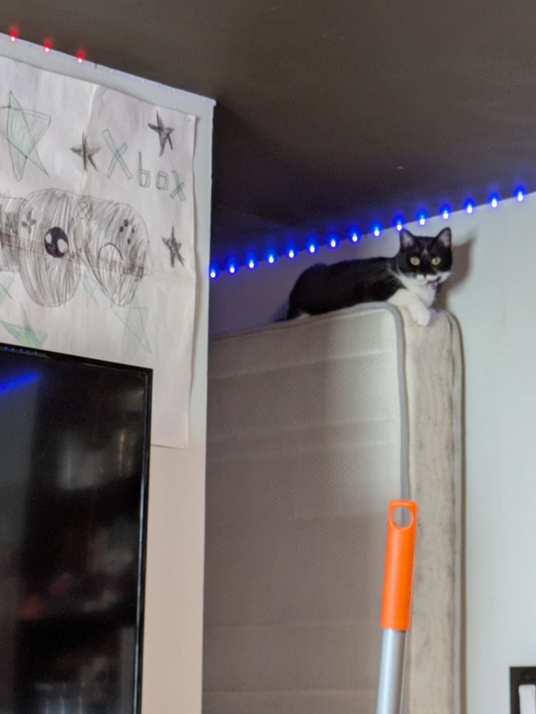 a photo of my cat tatl (said tattle) resting on top of a bare spring mattress balanced against the wall in the hallway of my house. above the tv on the other wall is a poster my stepsister drew for me. it's four pieces of printer paper taped together with a large crayon drawing of a game controller with a winking anime face on it, labelled "xbox"