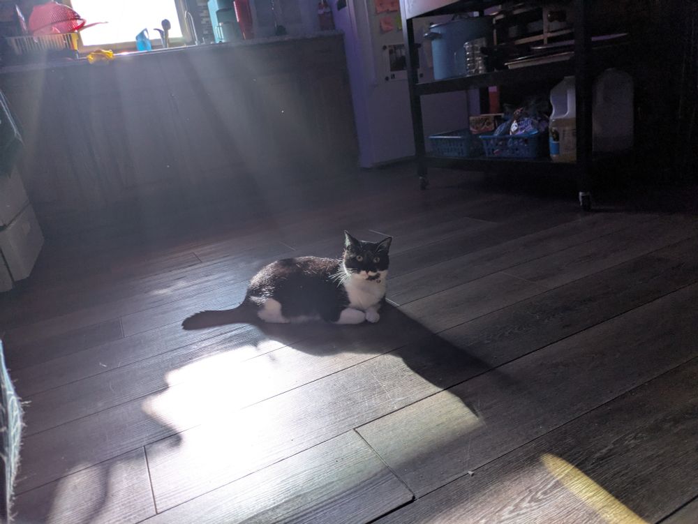 a picture of my cat tatl (said tattle) sitting in a sunbeam in the middle of my shitty waterdamaged wobbly vinyl floor. the sunbeam is truly picturesque because of the  dust i tend to keep in my environment. tatl is a tuxedo cat about two cantaloupes in size and she's looking right at the camera.