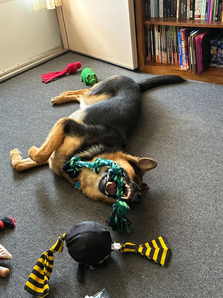ID: Lying on the floor with a big grin and a green rope toy is a very silly German shepherd. He is in mid roll with his big front paws up, snoot facing the viewer. 