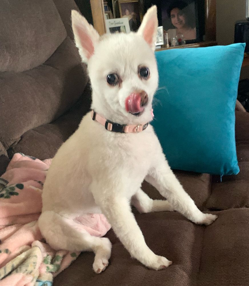 Blonde Pomeranian sitting on sofa with her tongue sticking out 