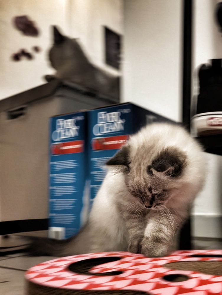 Im Vordergrund ein kleiner Ragdoll Kater der mit seinem Herzförmigen Kratzbrett spielt. Im Hintergrund verschwommen auf dem Katzenklo liegend das Angstmädchen mit genervt verdrehten Ohren.