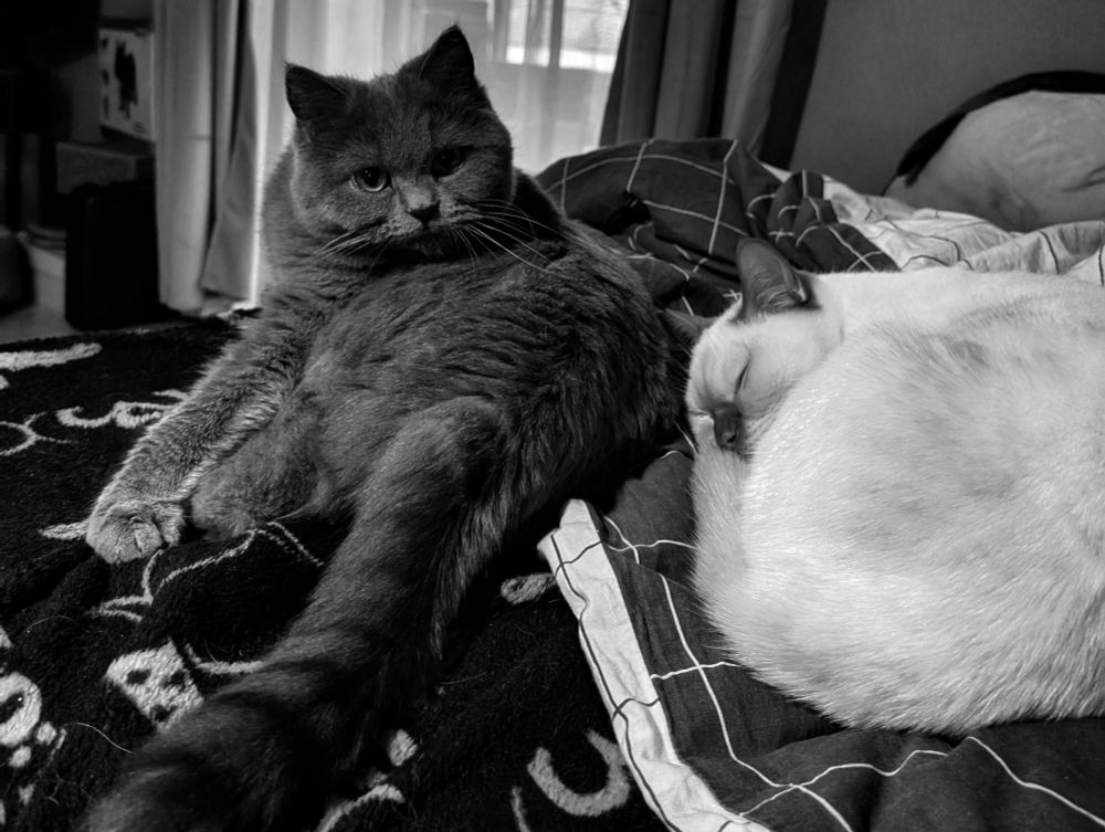 Auf diesem Schwarzweiß Bild liegt links die Plüschbärin unsere blaue Britisch Kurzhaar Dame und Rechts neben ihr eingerollt beim Schlafen unser Yunilein in weiß mit dunkler Maske im Gesicht.